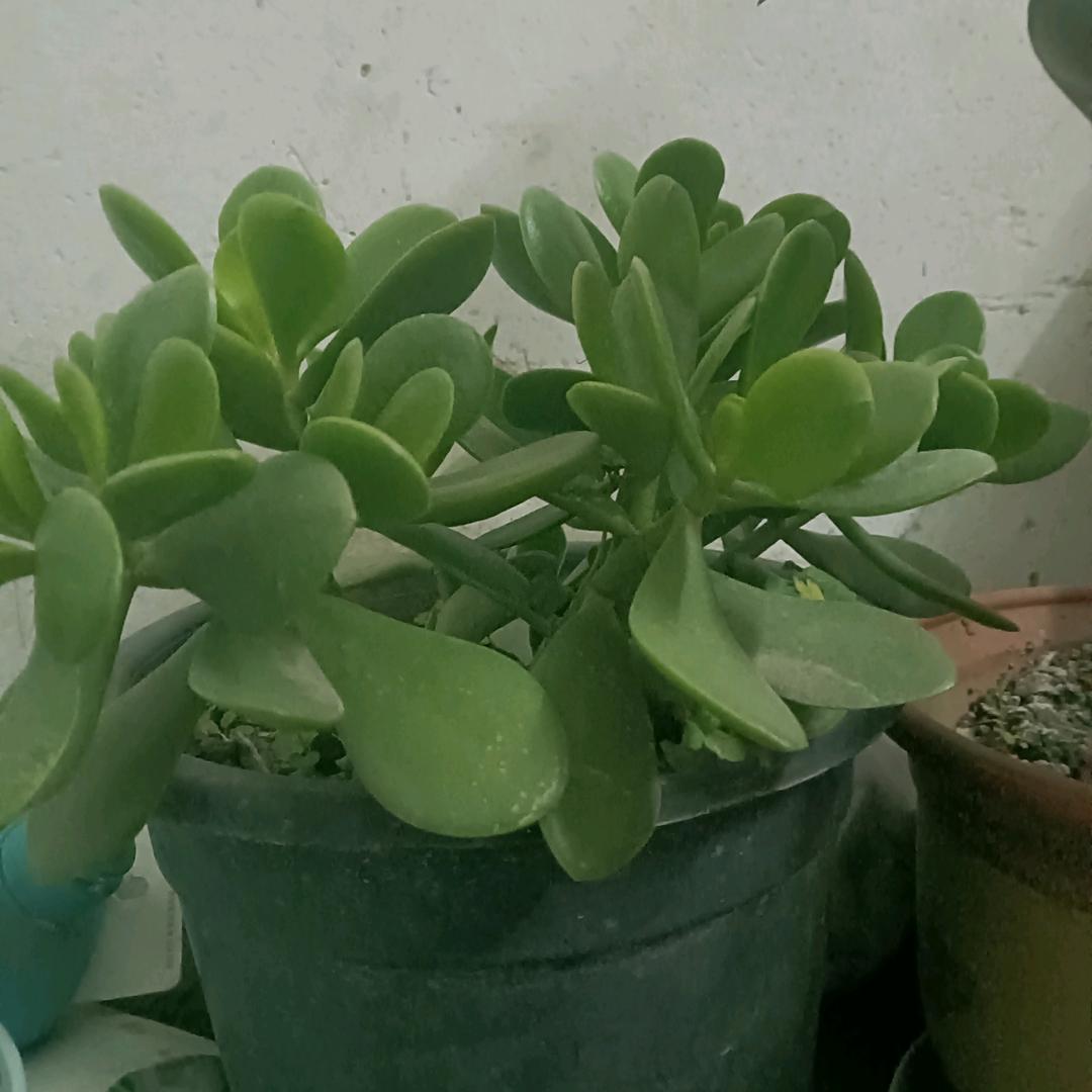 沭阳雨姐