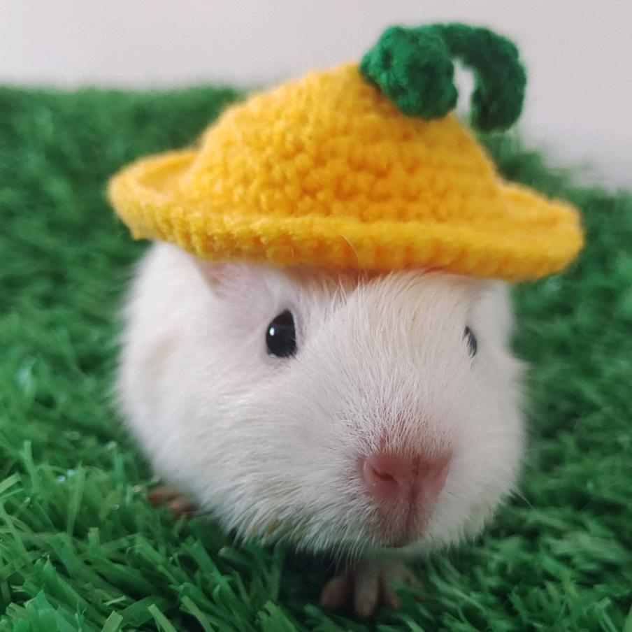 汤圆²⁰¹⁵¹⁰