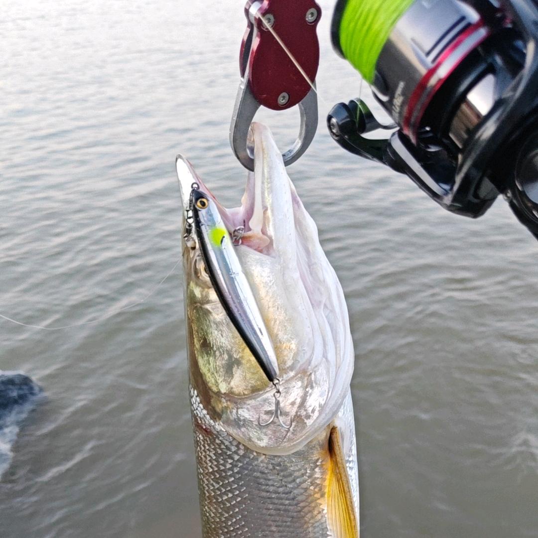路亚打龟🎣张大帅