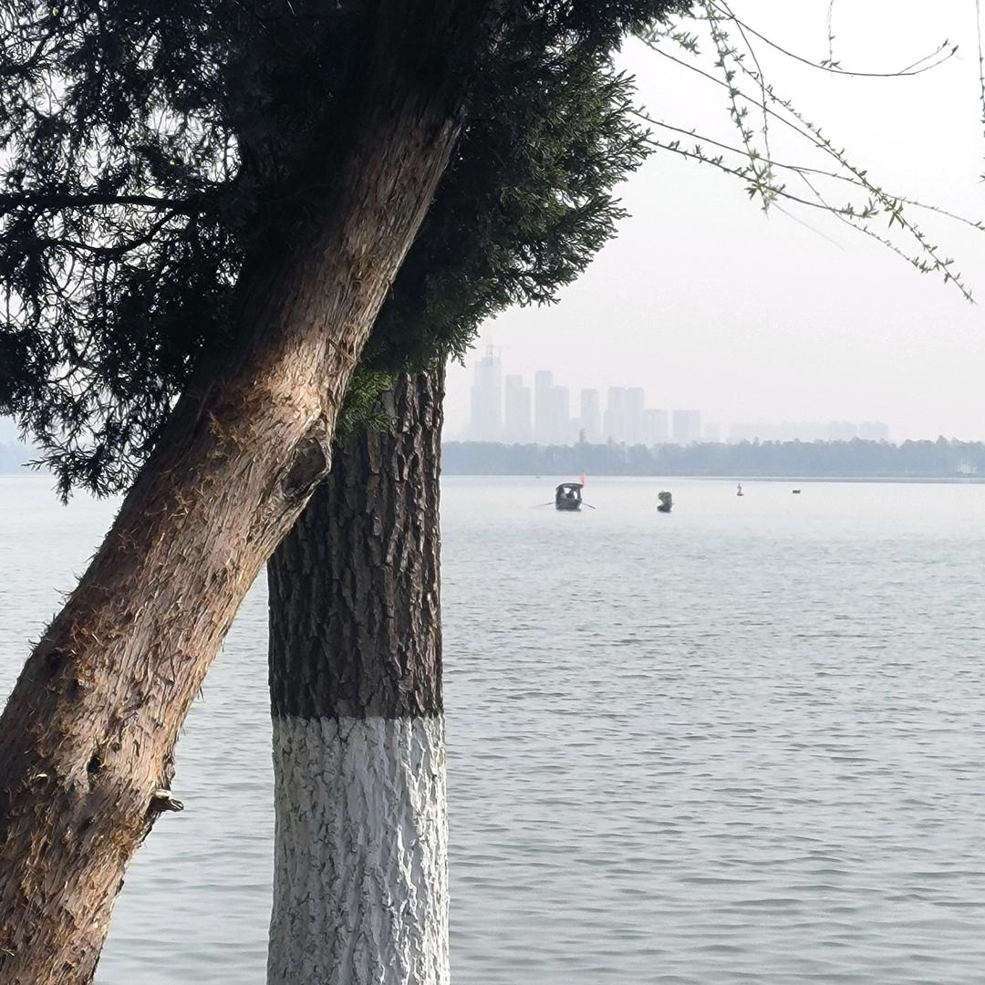 鸢尾