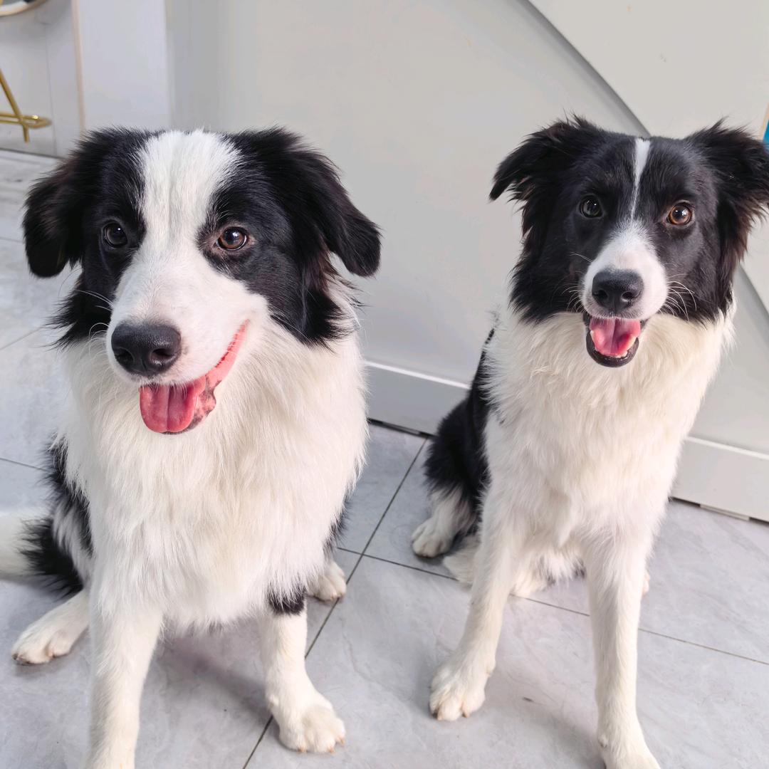 原来是富婆和千金吖🐶