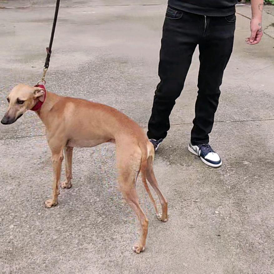 【@吴小狗】种公柯南