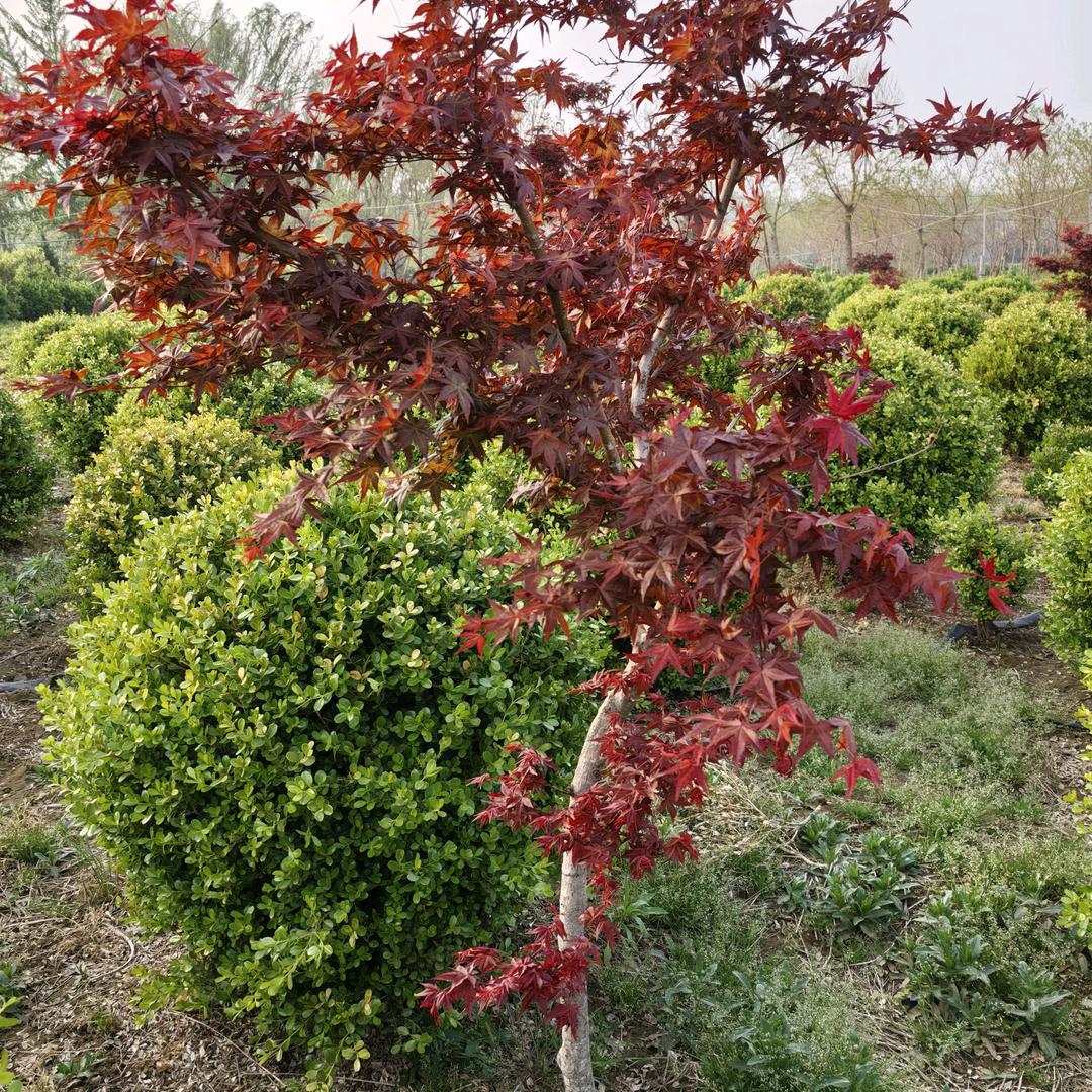 沭阳东盛运花卉经营部