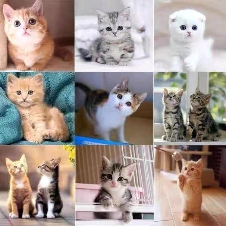 猫咪馆