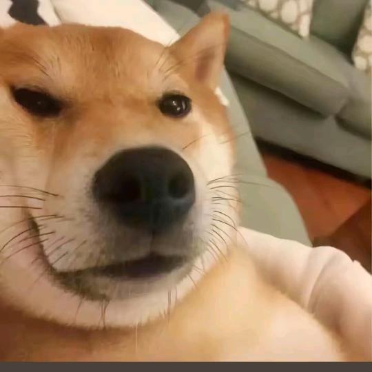 皮皮，