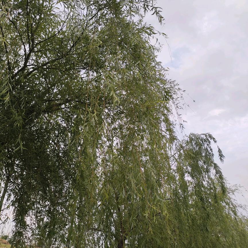 鸽子