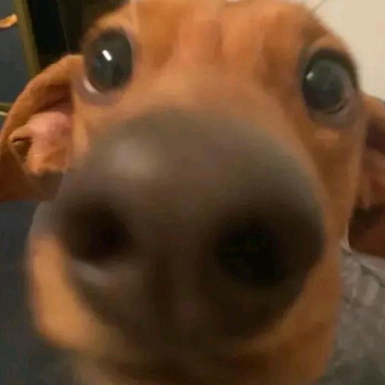 Zyy