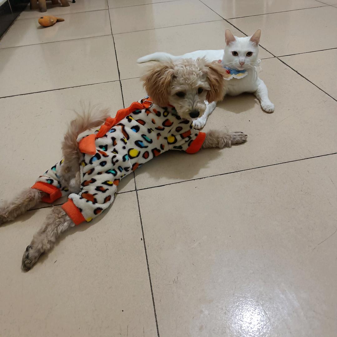 💃🏻)👉笨♡笨👈猪