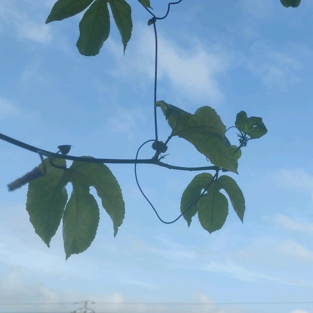 桂花