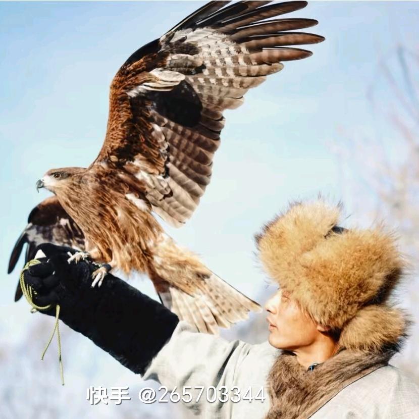 赵杨（训鹰师二成团队）