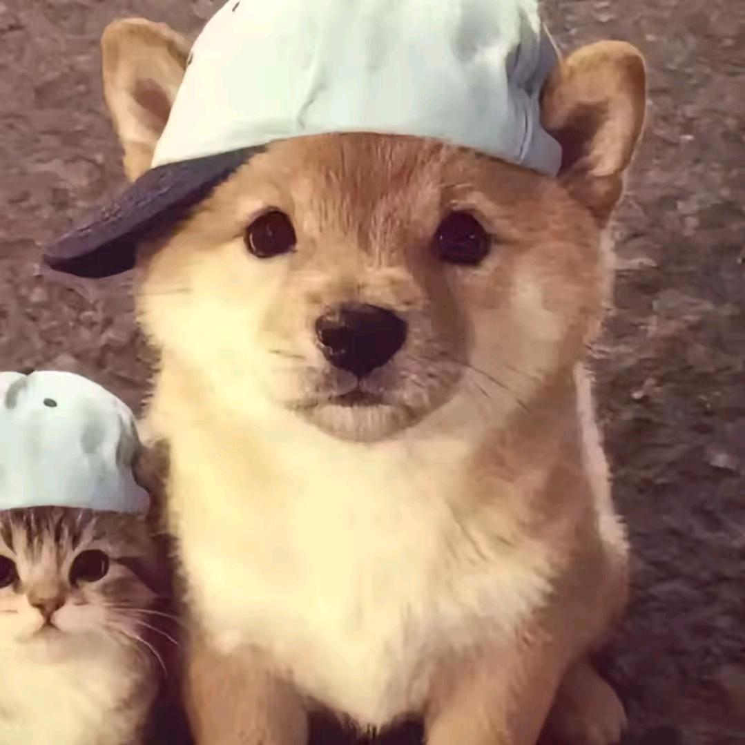 杨小包