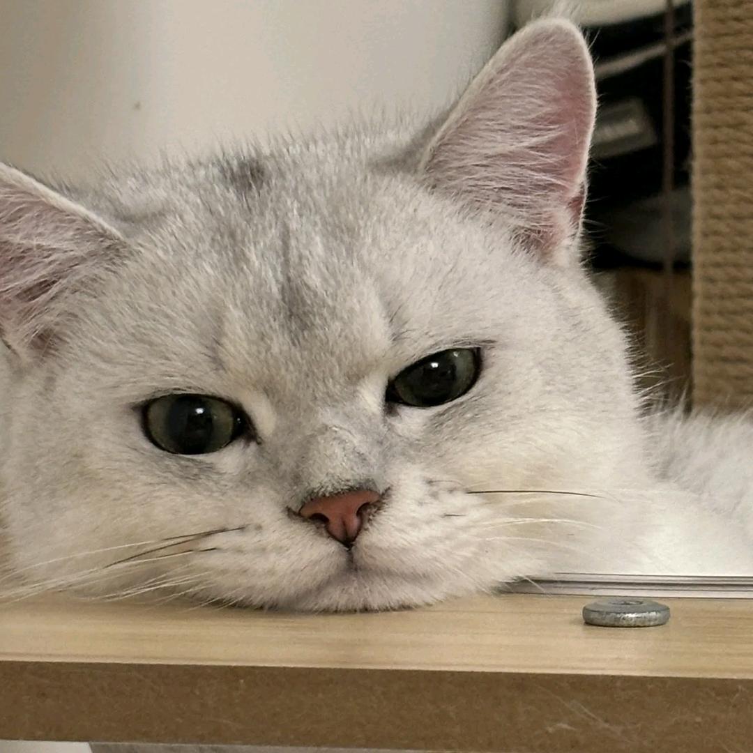 嬛嬛的猫
