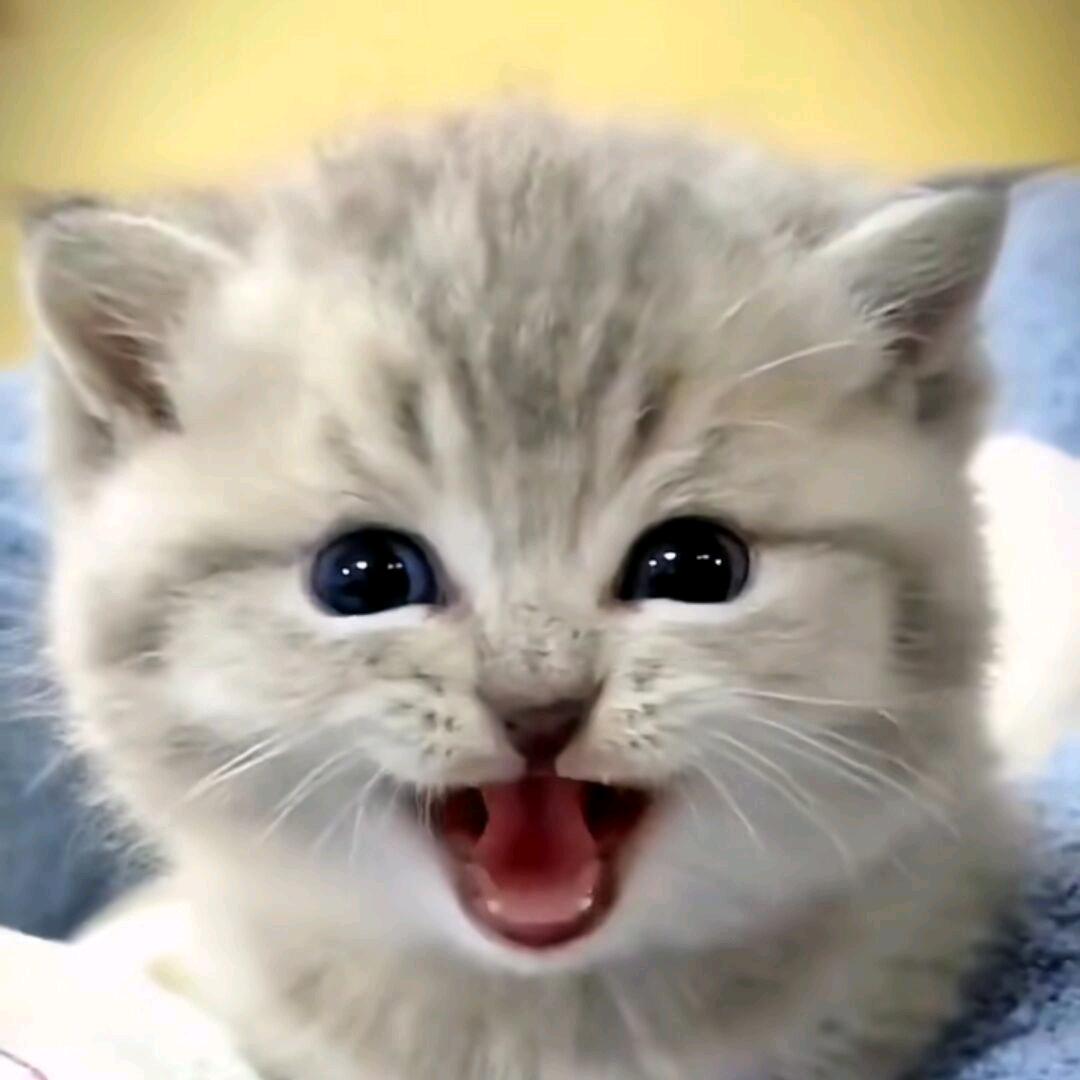 嘉虔