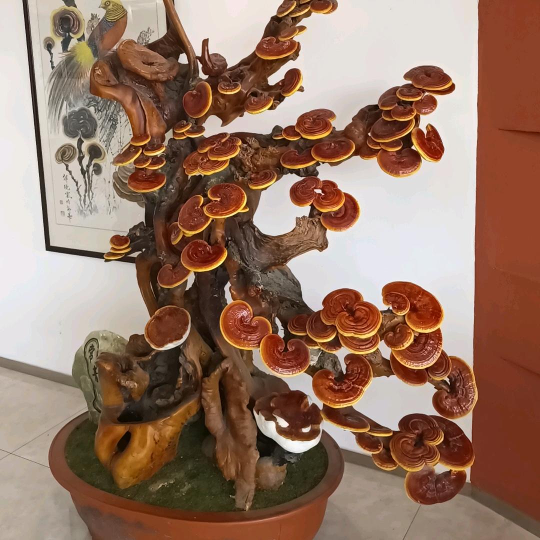 安惠灵芝与健康生活