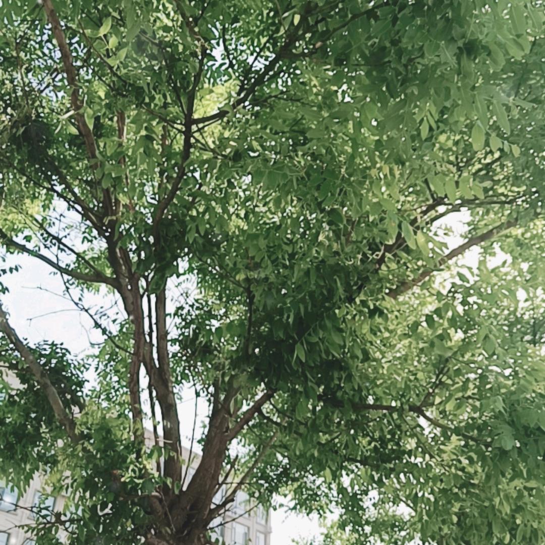 蓝采荷