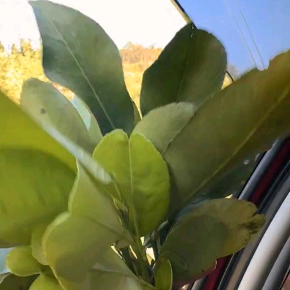 《🍸偶尔贪玩的美丽》