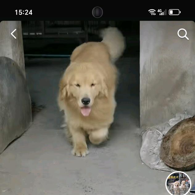 金宠名犬
