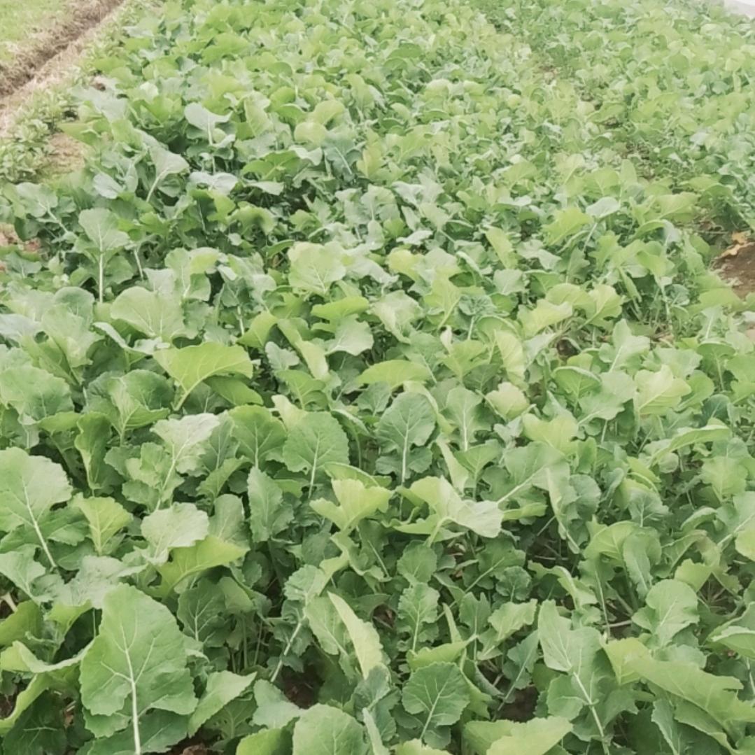 龙虾，发财致富。