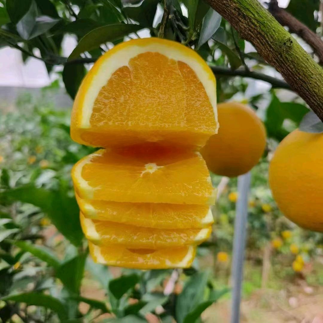 赣南脐橙批发兼零售
