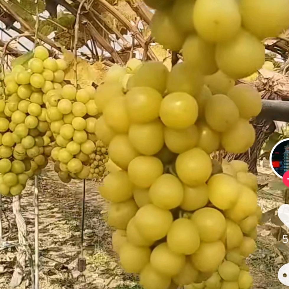 合江悠采葡萄园