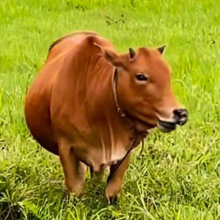 湖南活牛牛肉交易骗局