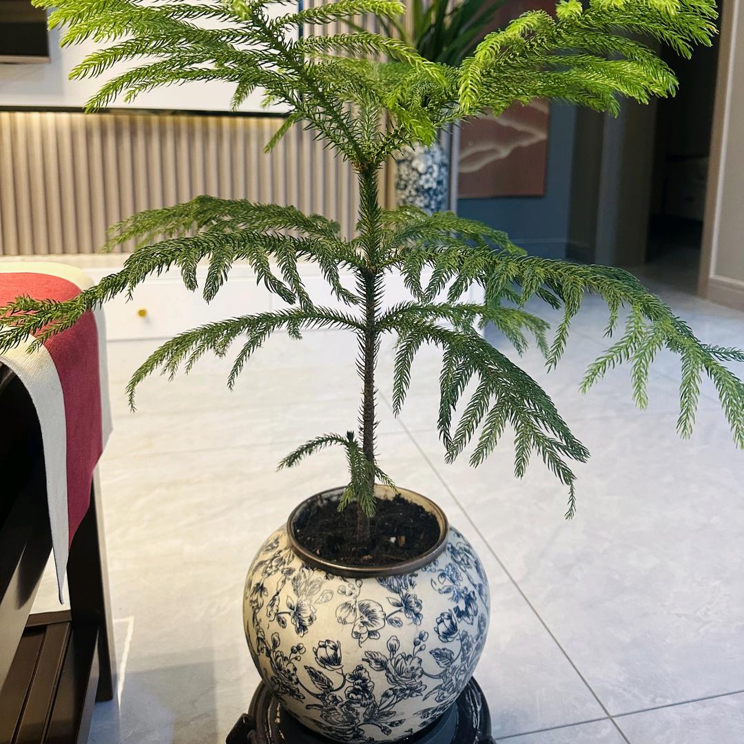 张张（收徒）