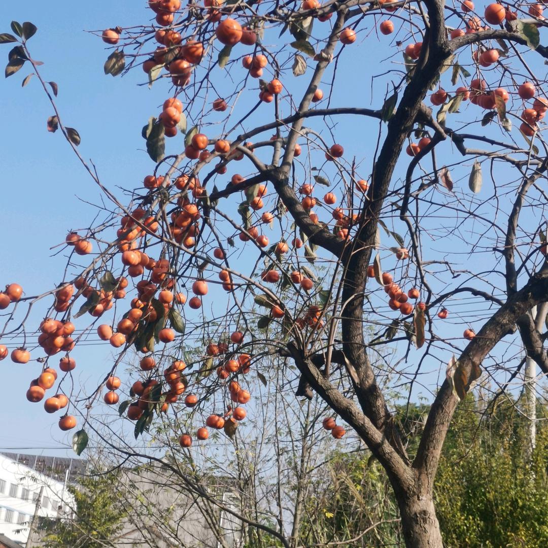 芬芳