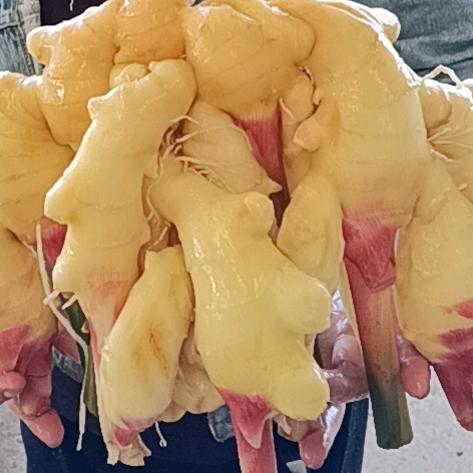 乔家大姜市场南区3号洗姜机