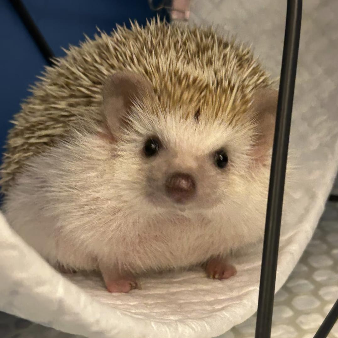 小刺猬🦔