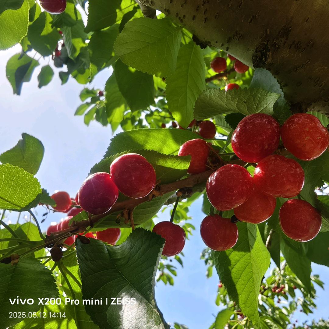 小燕子（首播）