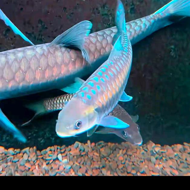 渔见好观赏鱼店