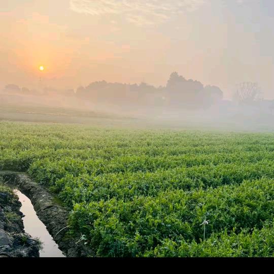 雨夜相思（丹儿）