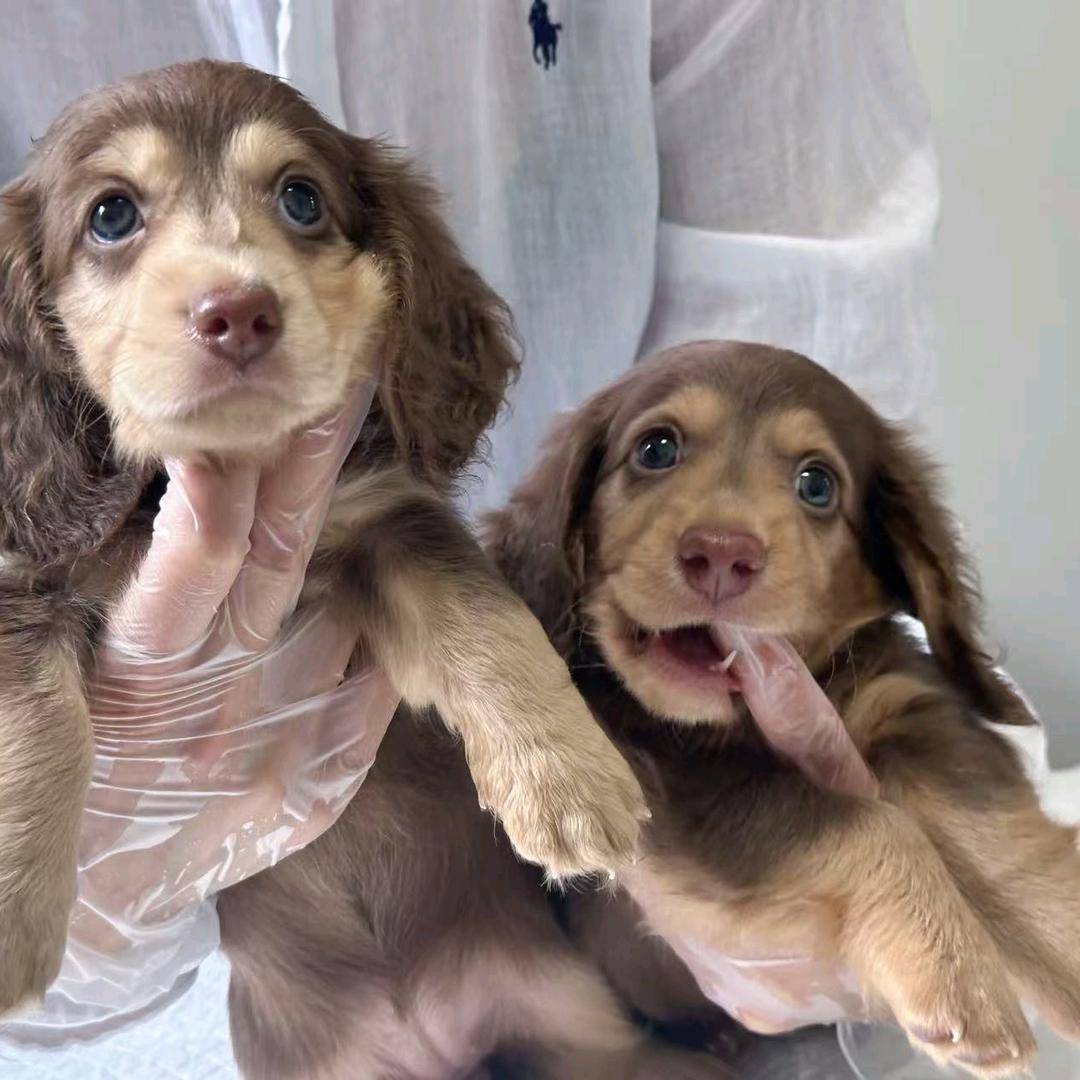 柒禧家迷你长毛腊肠犬舍