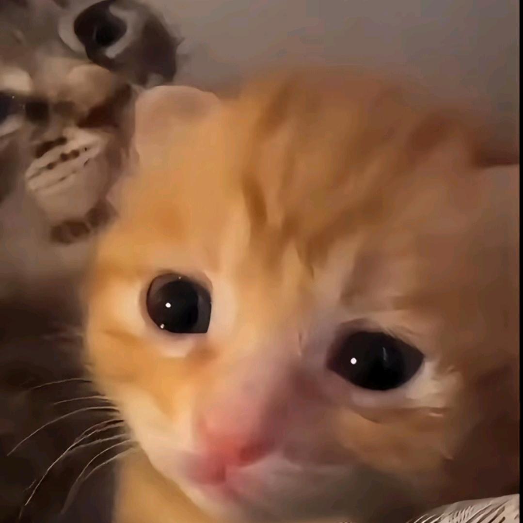 一只绝版椰椰yu