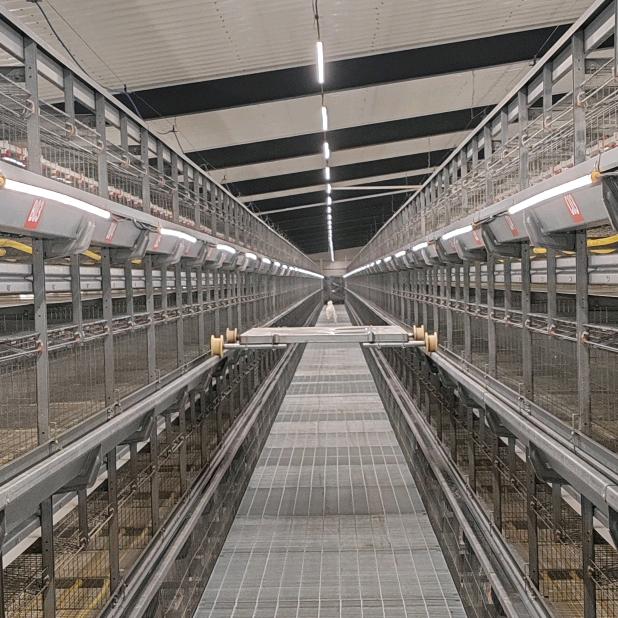 万鸣青年鸡 清洗鸡舍服务团队