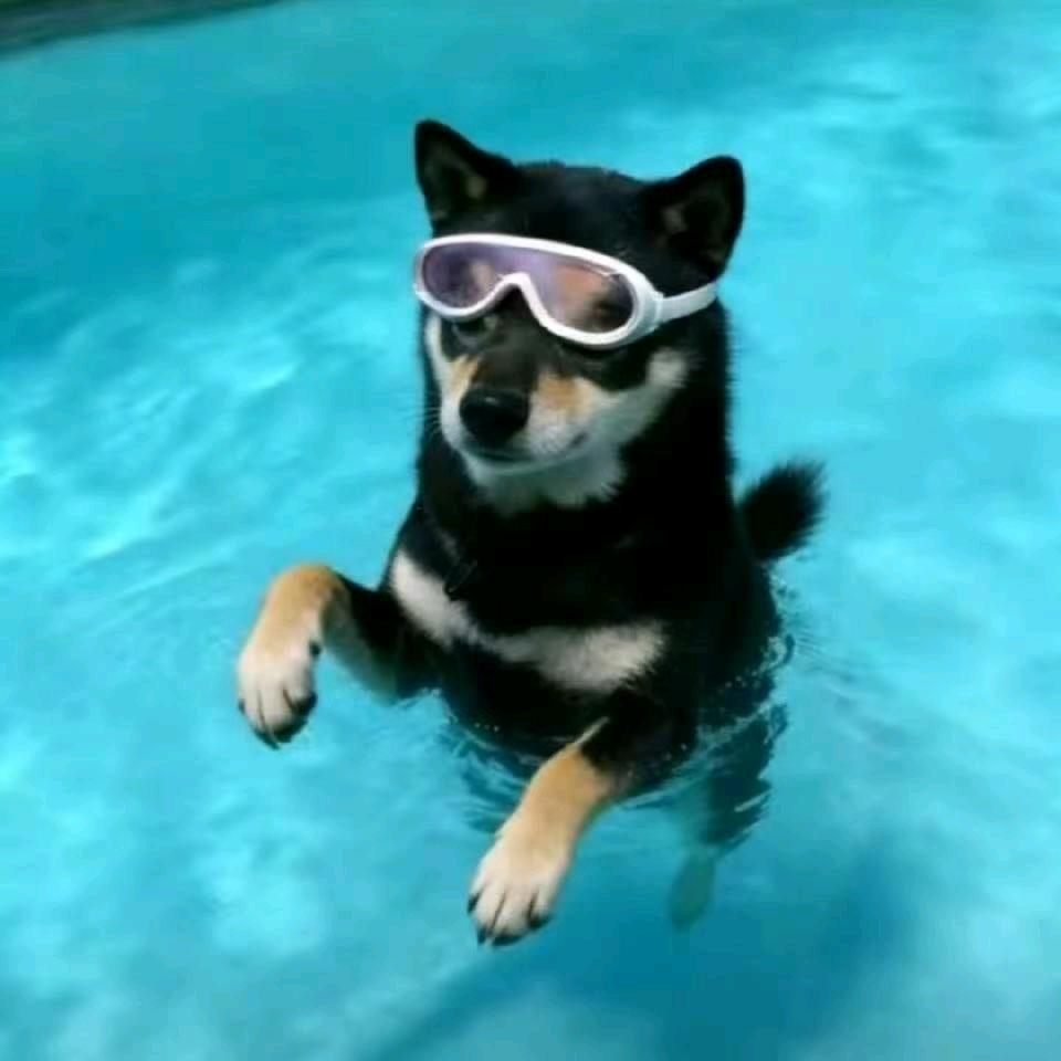 临栖LINQI.（是七不是西）