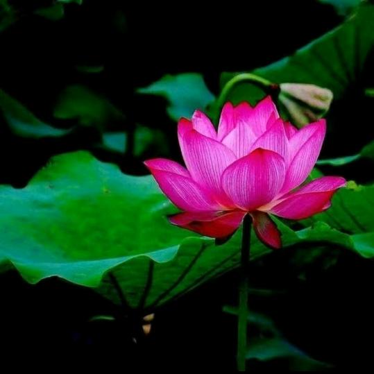 平平淡淡🌹🌹