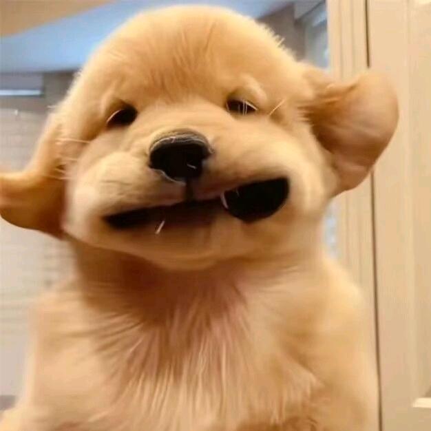 晕头小狗👑