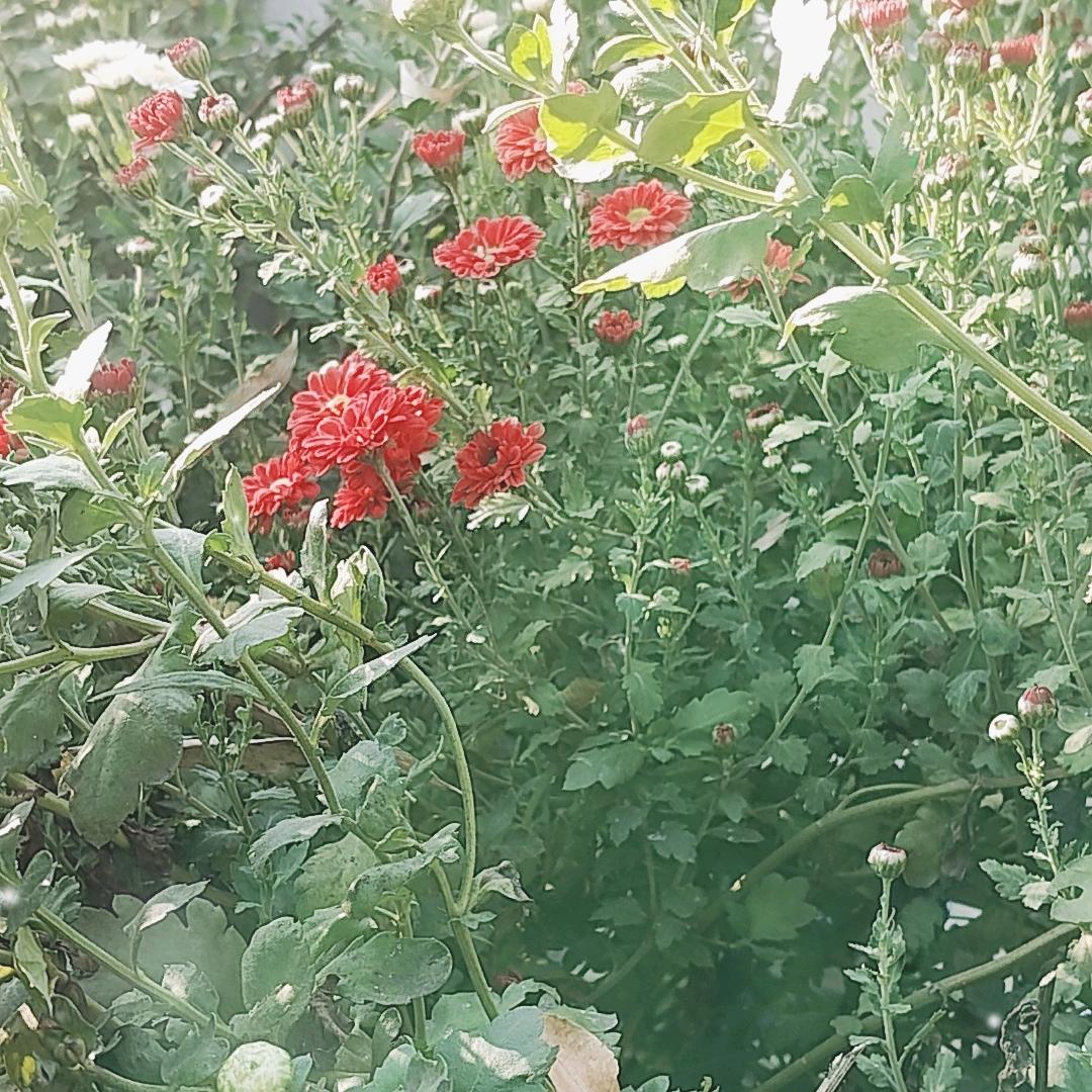小麻雀