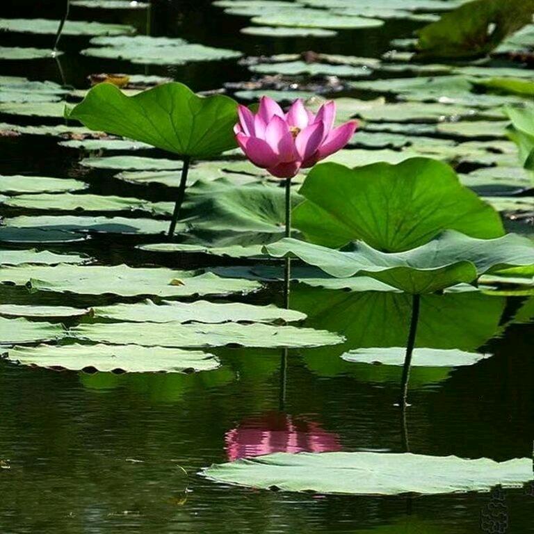 禅悟静心