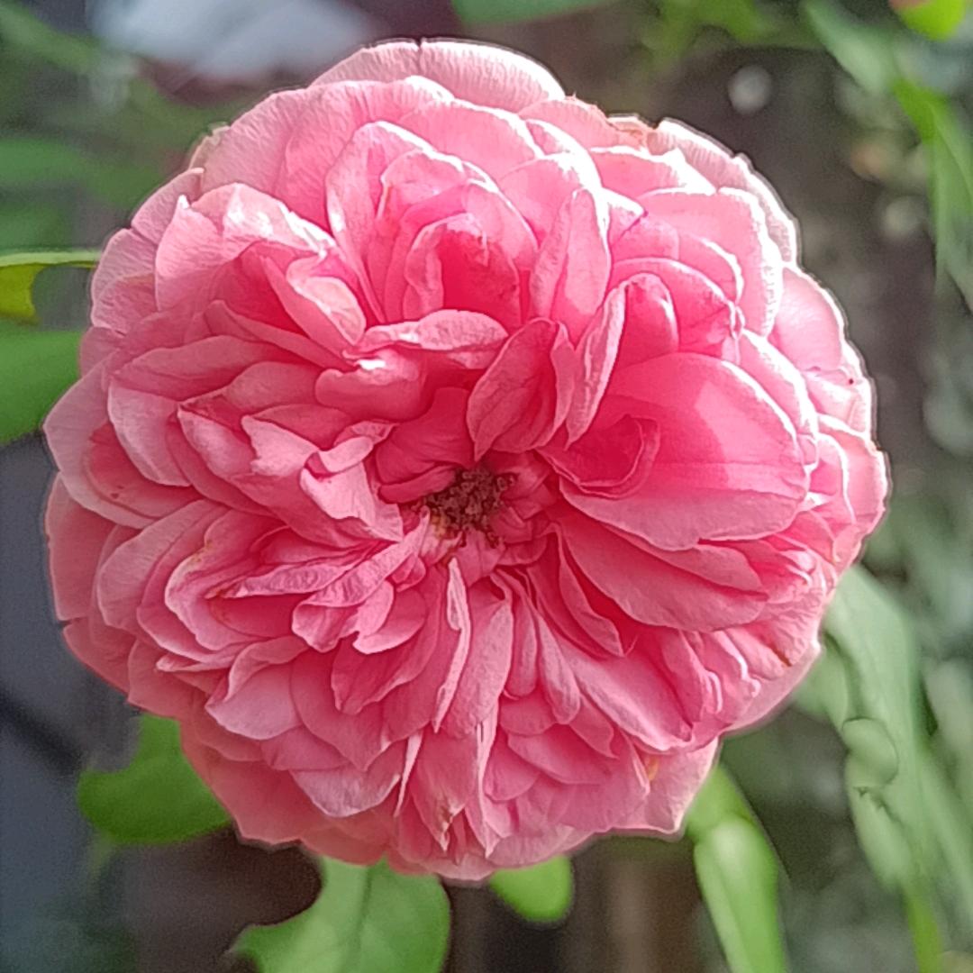 彪哥专业做松树造型
