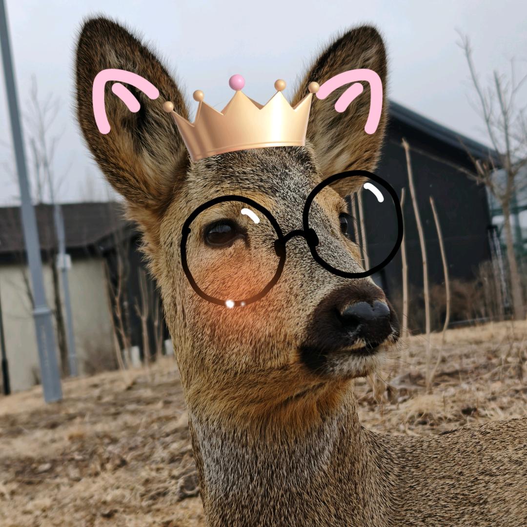 重生之我在牡丹江开花店