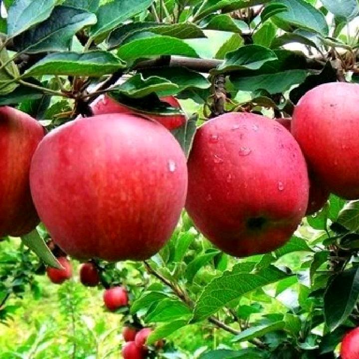 农村人来抖音998🍎❤️🌷