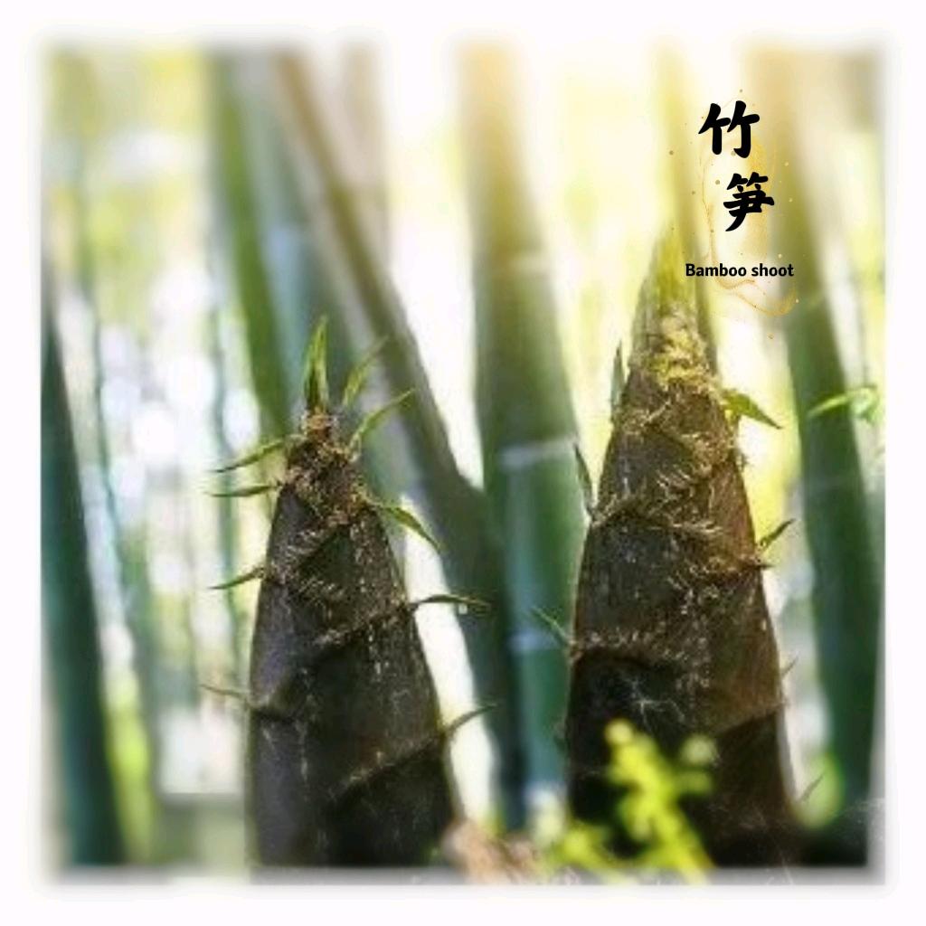 竹笋