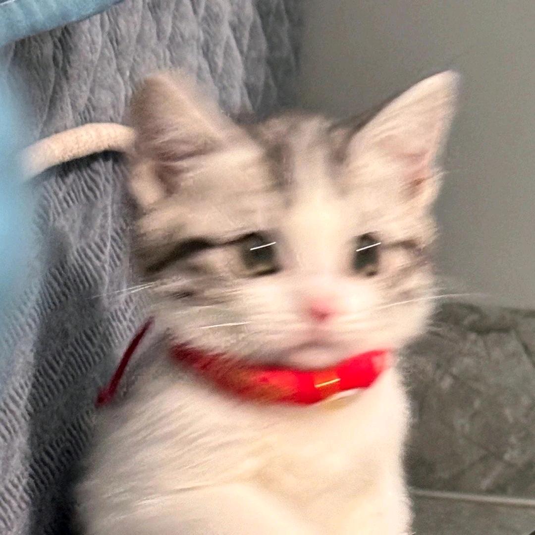 小杨.聪Dg