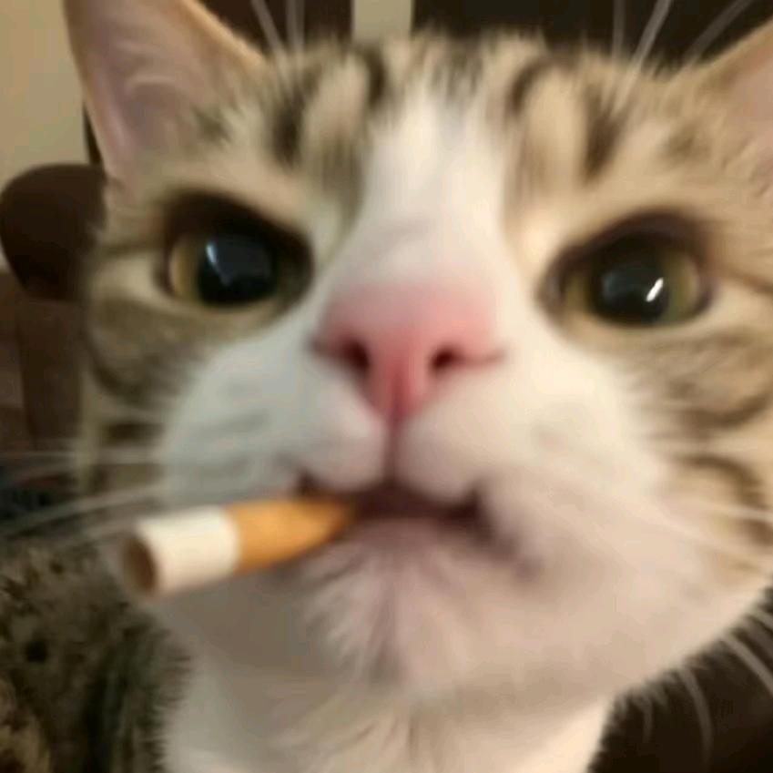 再也不染黄毛