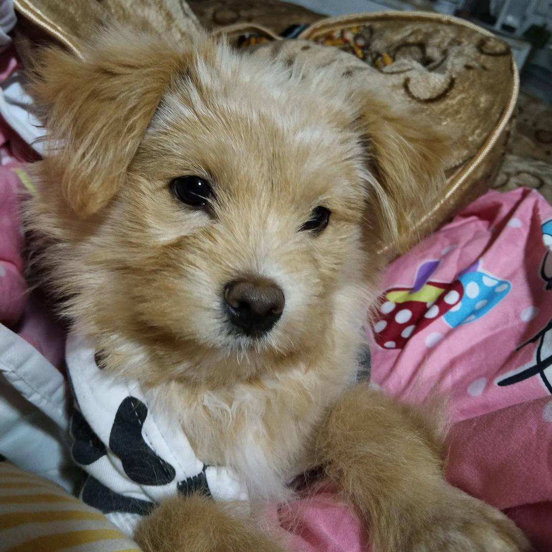 🐶卢多多