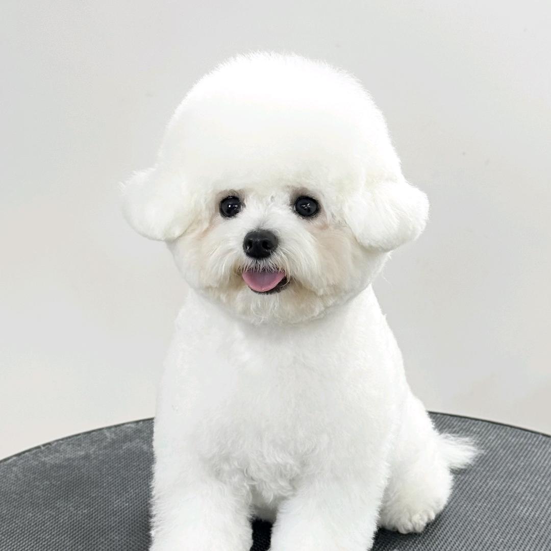 棉球觉得自己不是狗