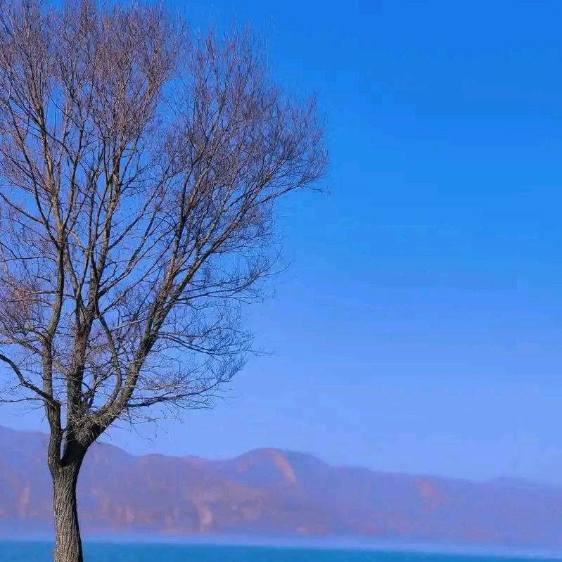 静枫1