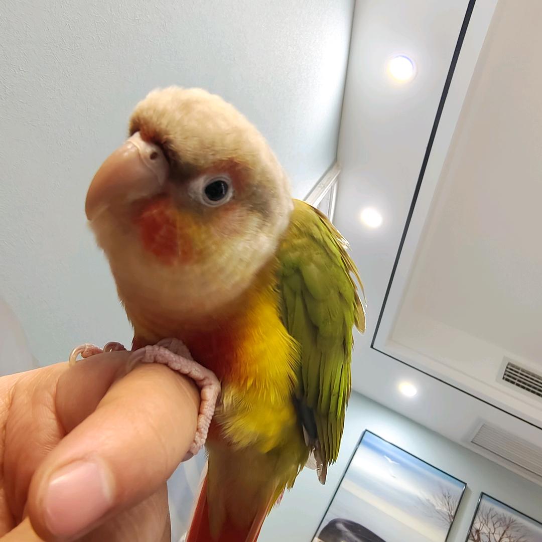 炸毛可爱
